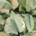 【推荐】河南精品松花菜大量上市基地直供全国代发