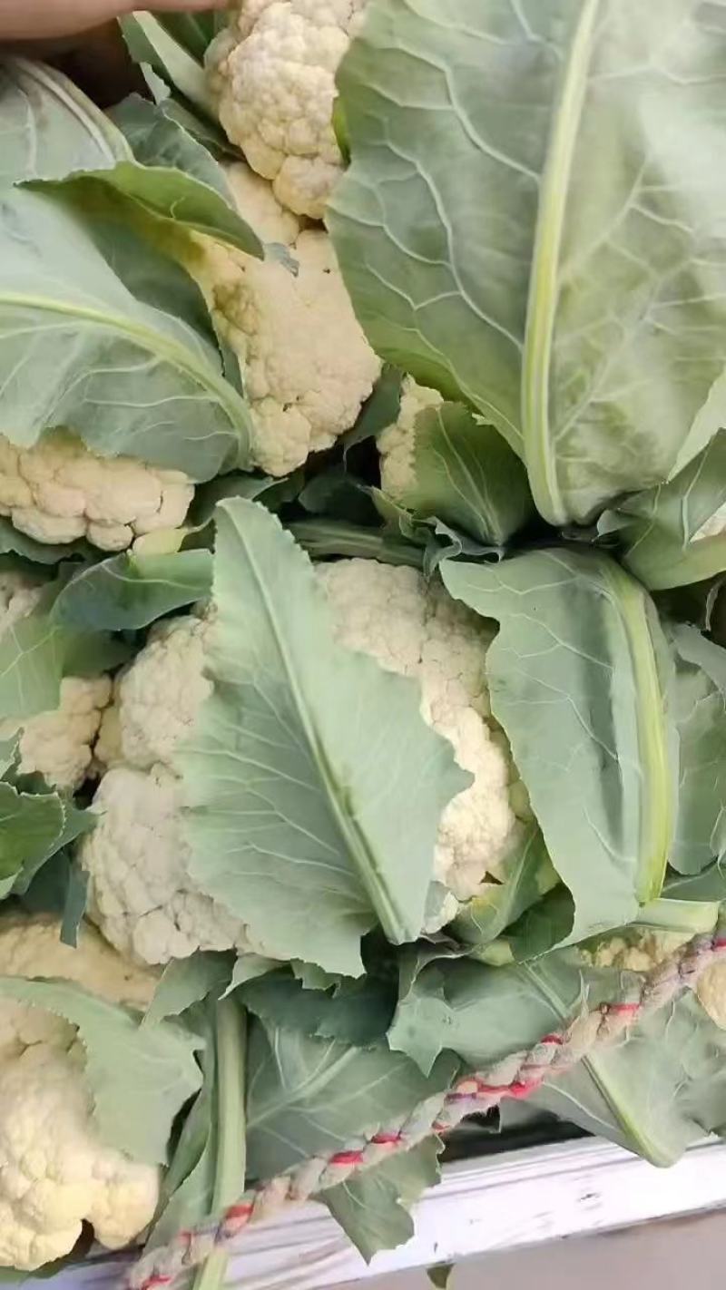 【推荐】河南精品松花菜大量上市基地直供全国代发