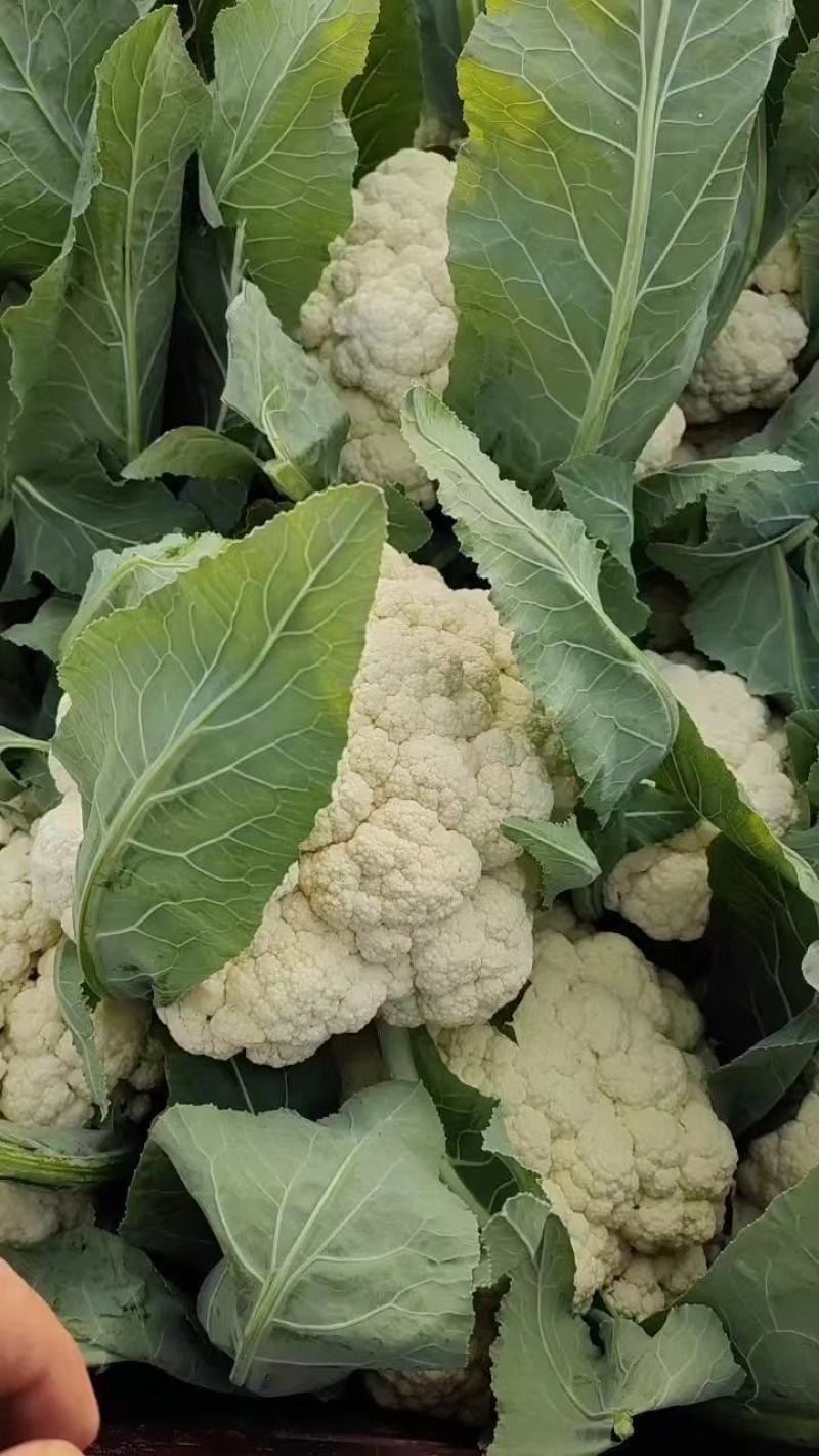 【推荐】河南精品松花菜大量上市基地直供全国代发
