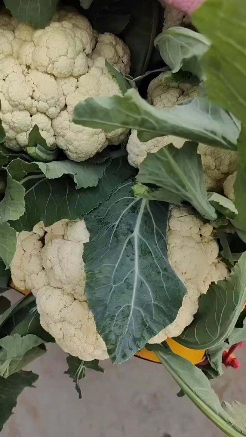 【推荐】河南精品松花菜大量上市基地直供全国代发