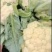 【推荐】河南精品松花菜大量上市基地直供全国代发