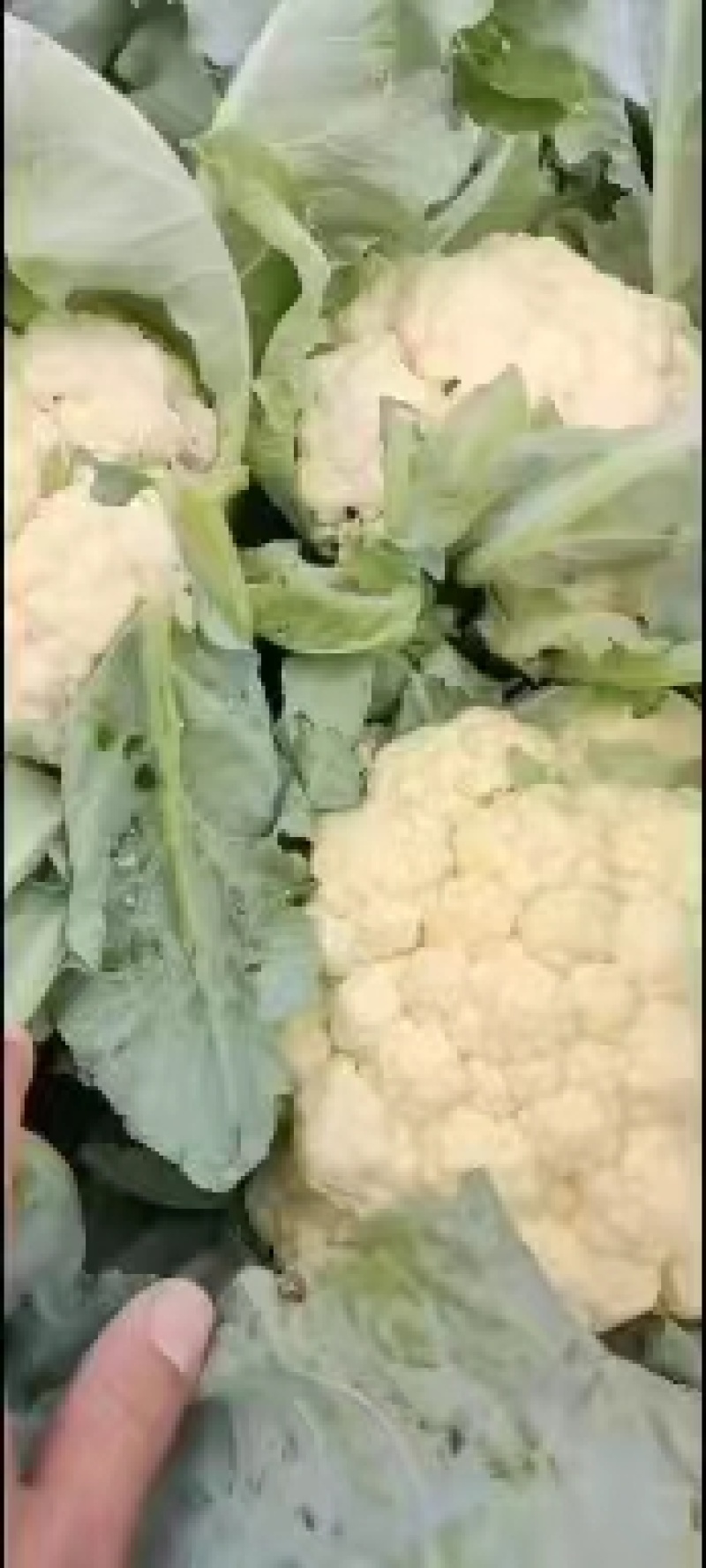【推荐】河南精品松花菜大量上市基地直供全国代发