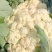 【推荐】河南精品松花菜大量上市基地直供全国代发