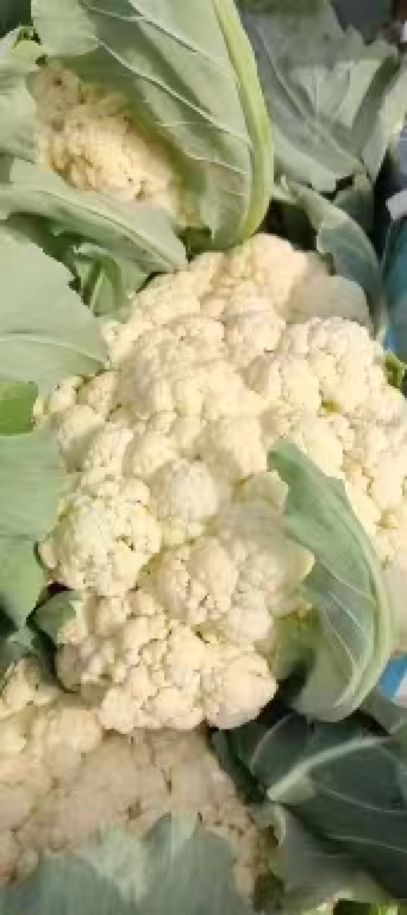 【推荐】河南精品松花菜大量上市基地直供全国代发