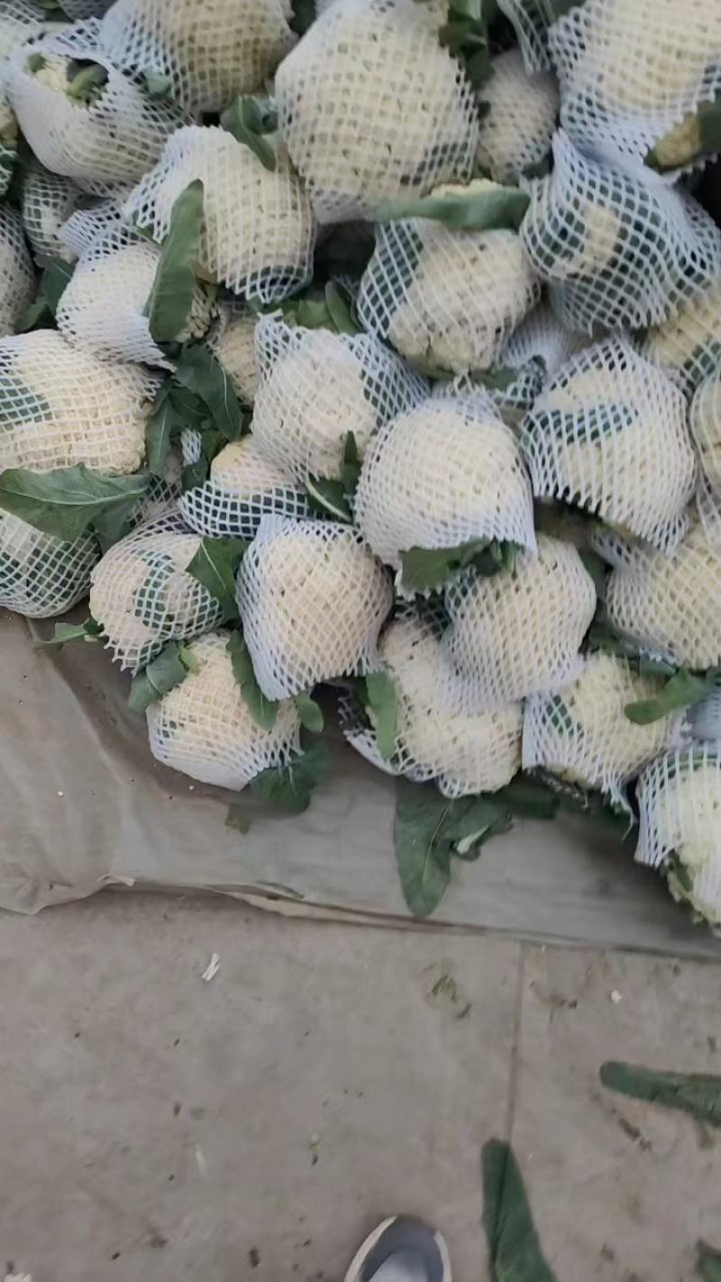 【推荐】河南精品松花菜大量上市基地直供全国代发