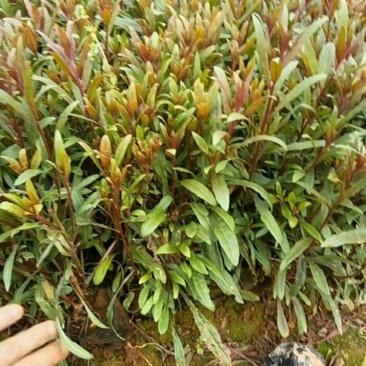 云南昆明紫叶千鸟花源头基地直发一手货源充足品质保证