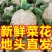 【推荐】河南精品松花菜大量上市基地直供全国代发