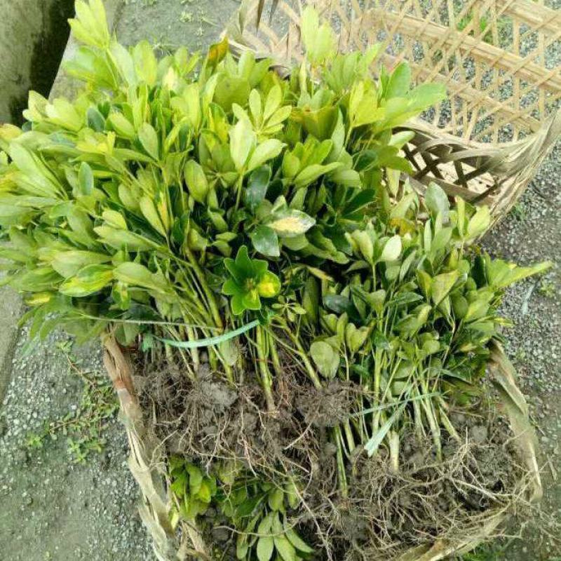 云南昆明鸭脚木基地直发一手货源批发品质保证价格美丽