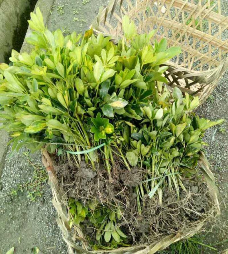 云南昆明鸭脚木基地直发一手货源批发品质保证价格美丽