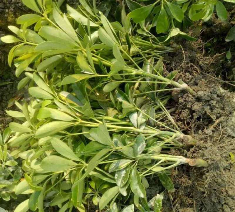 云南昆明鸭脚木基地直发一手货源批发品质保证价格美丽
