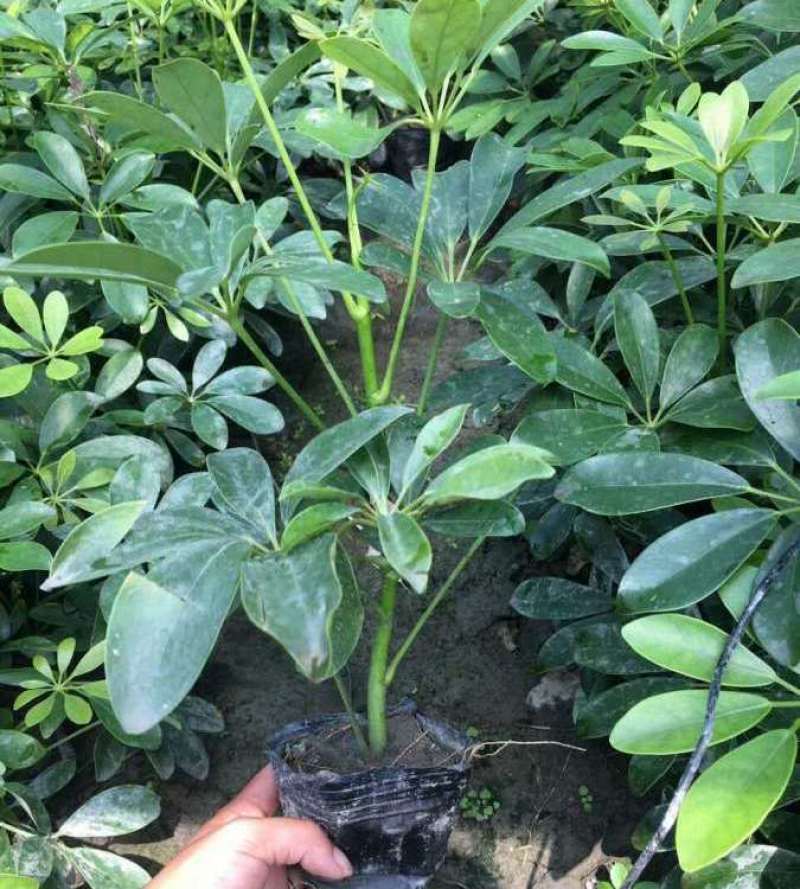云南昆明鸭脚木基地直发一手货源批发品质保证价格美丽