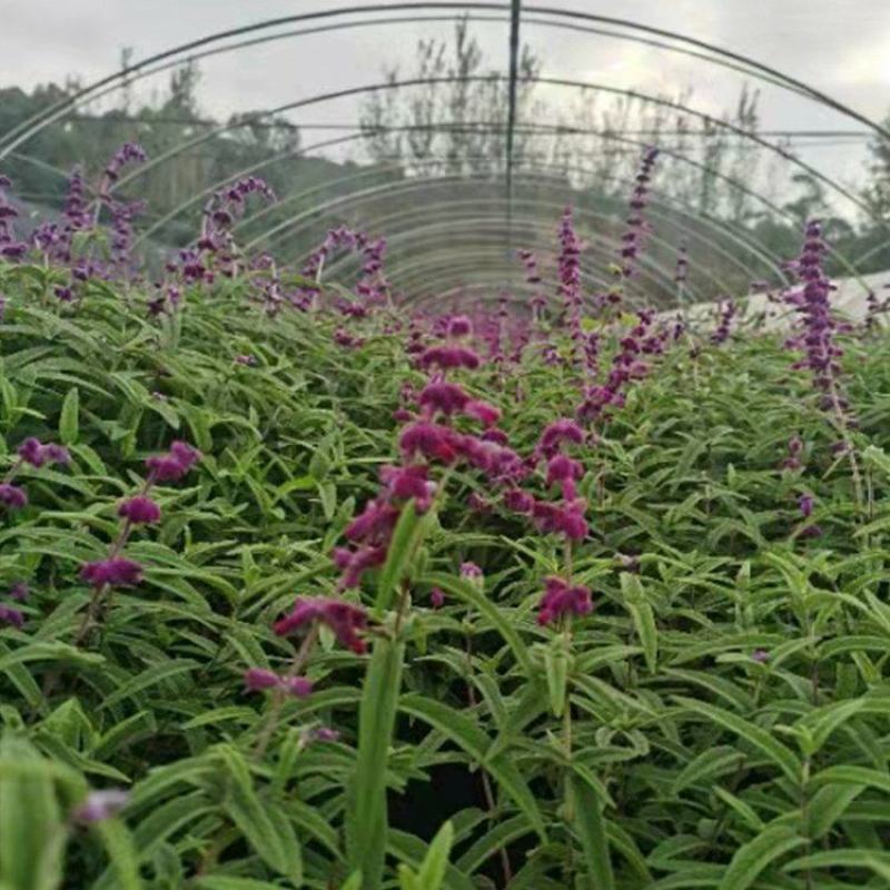 云南昆明墨西哥鼠尾草基地直发一手货源充足品质保证价格美丽