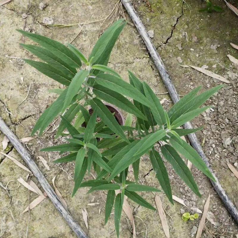 云南昆明墨西哥鼠尾草基地直发一手货源充足品质保证价格美丽