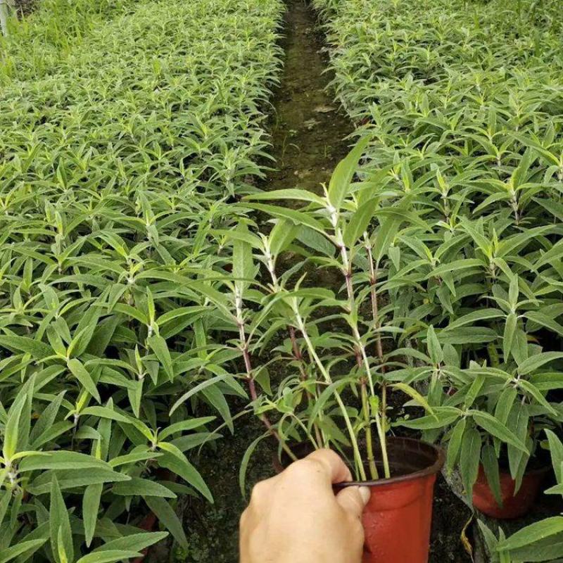 云南昆明墨西哥鼠尾草基地直发一手货源充足品质保证价格美丽