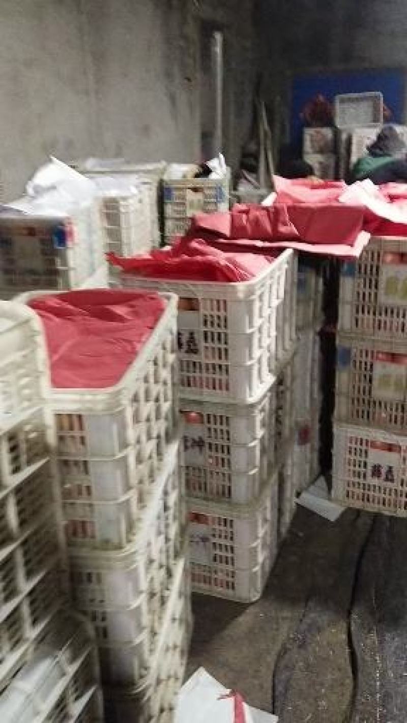 大量西红柿硬粉大红货源充足优质的品质