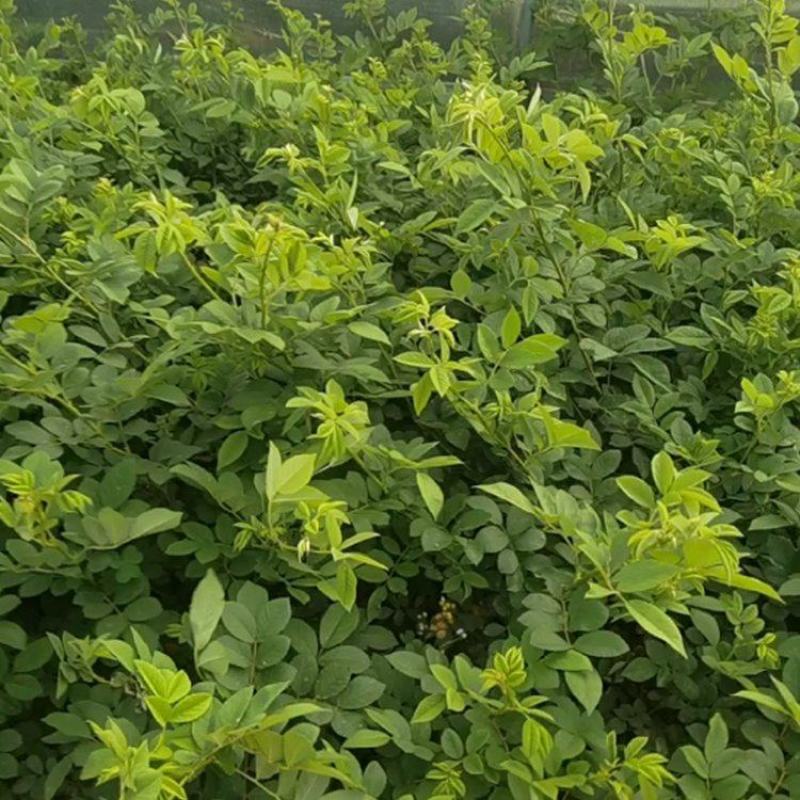 云南昆明爬藤蔷薇小杯苗基地直发一手货源充足品质保证