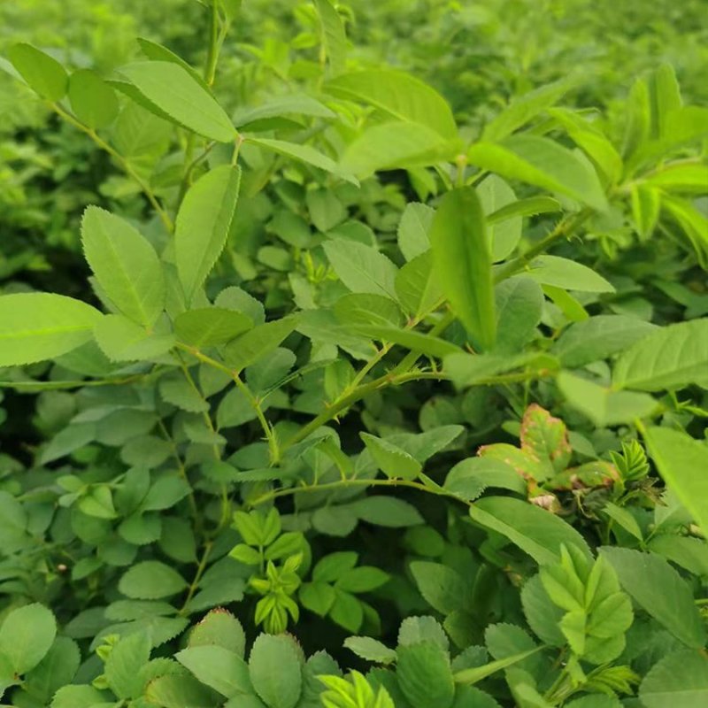 云南昆明爬藤蔷薇小杯苗基地直发一手货源充足品质保证