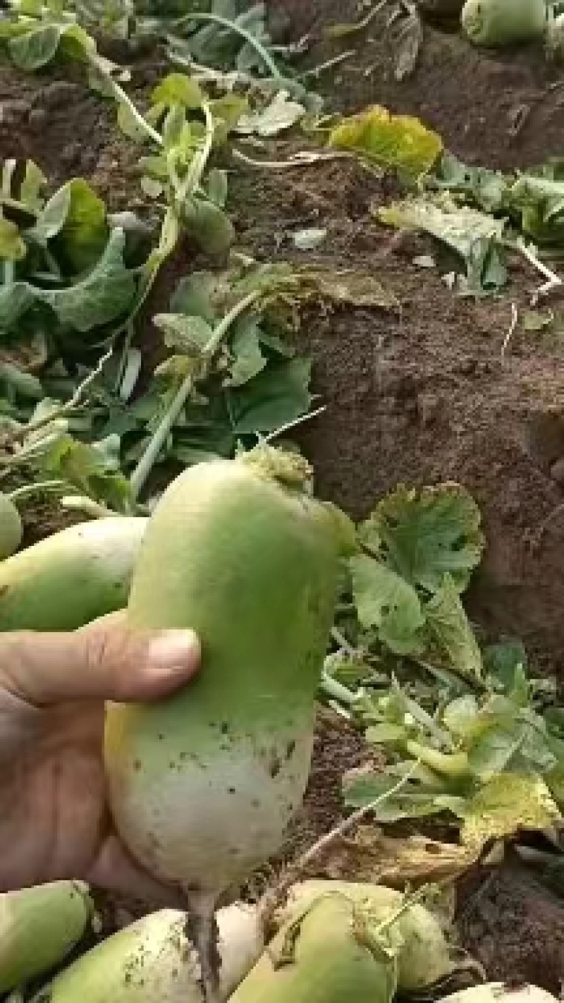 【推荐】河南精品白萝卜大量上市，基地直供，可视频看货