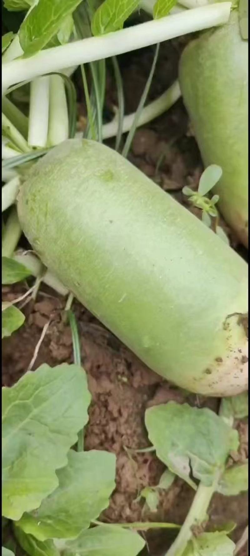 【推荐】河南精品白萝卜大量上市，基地直供，可视频看货