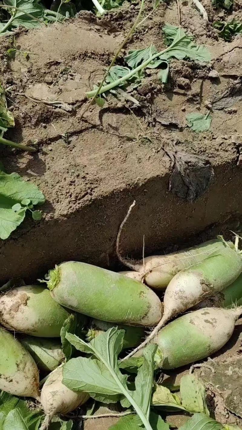 【推荐】河南精品白萝卜大量上市，基地直供，可视频看货