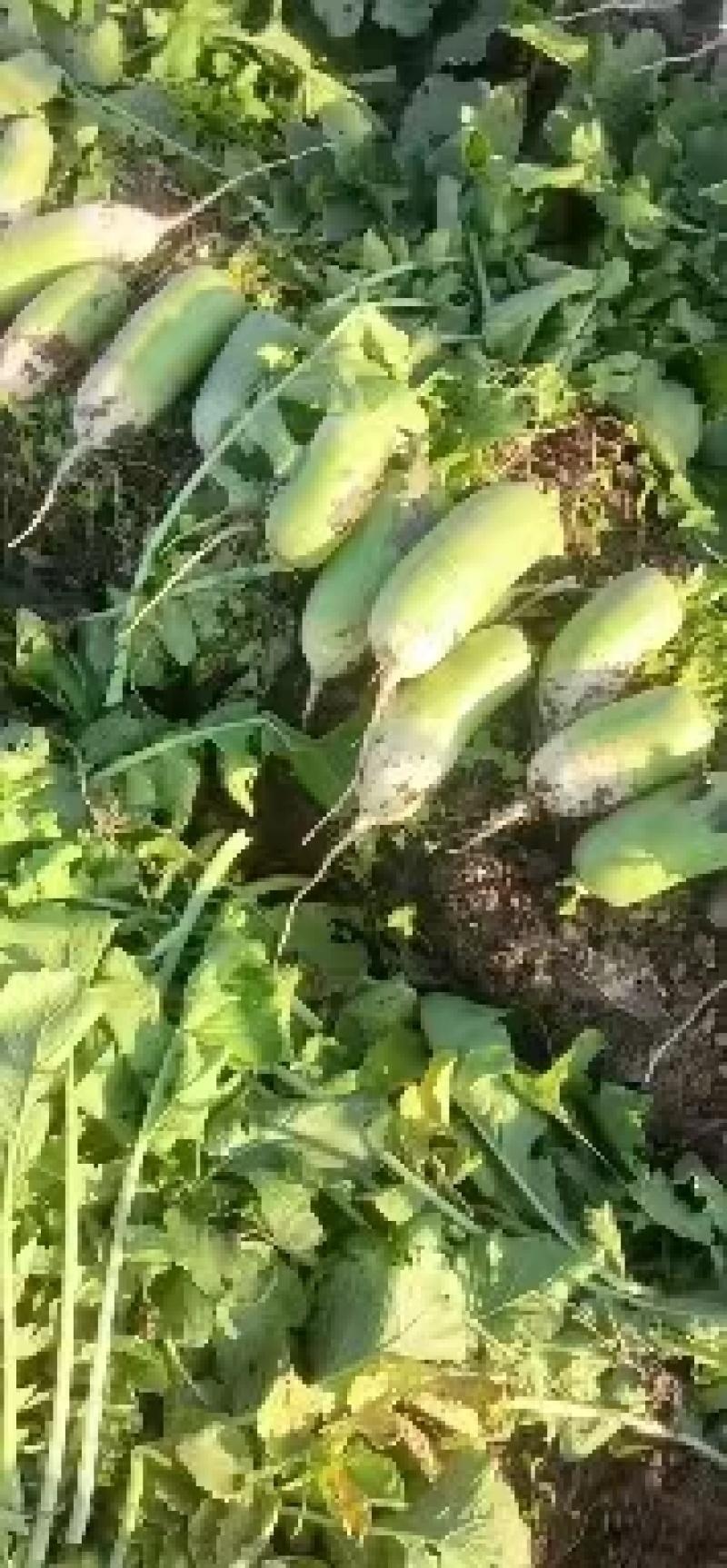 【推荐】河南精品白萝卜大量上市，基地直供，可视频看货