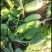 【推荐】河南精品白萝卜大量上市，基地直供，可视频看货