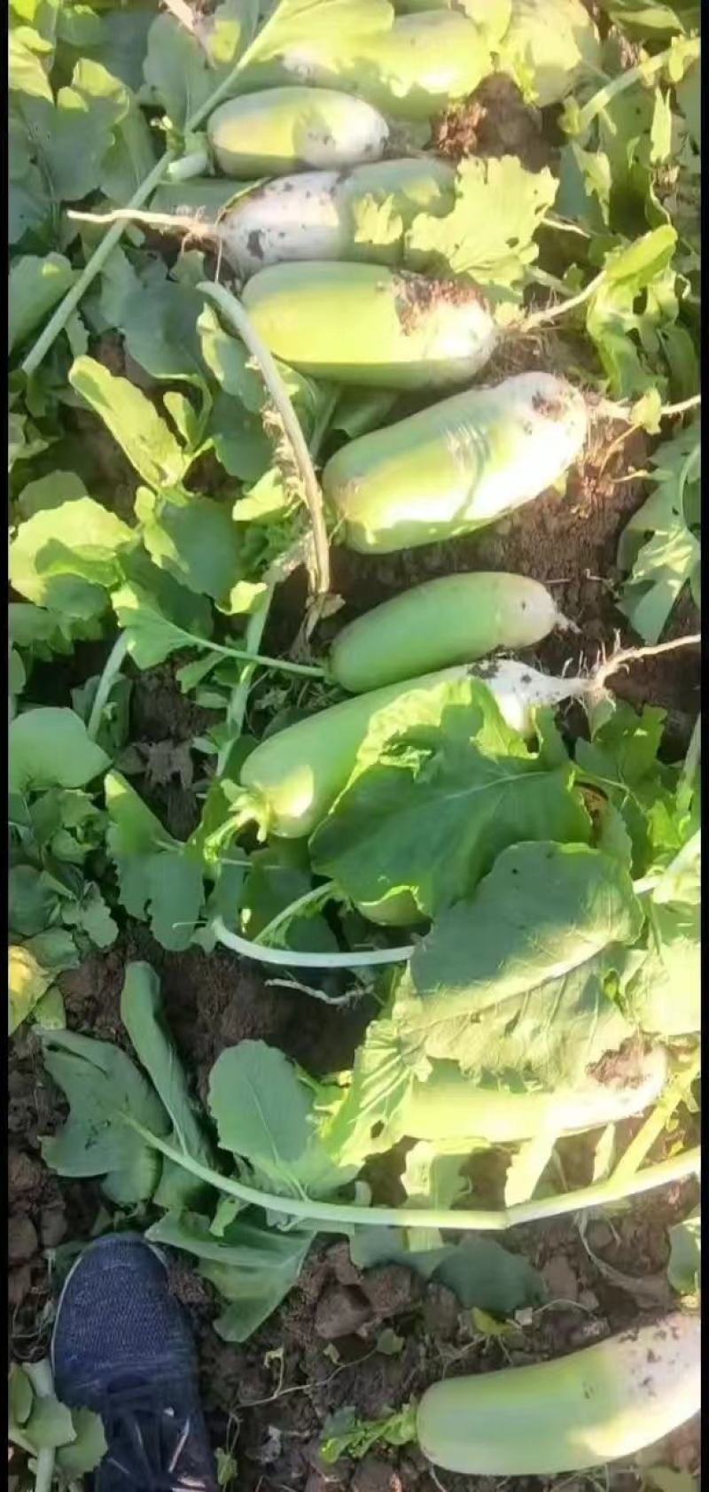 【推荐】河南精品白萝卜大量上市，基地直供，可视频看货