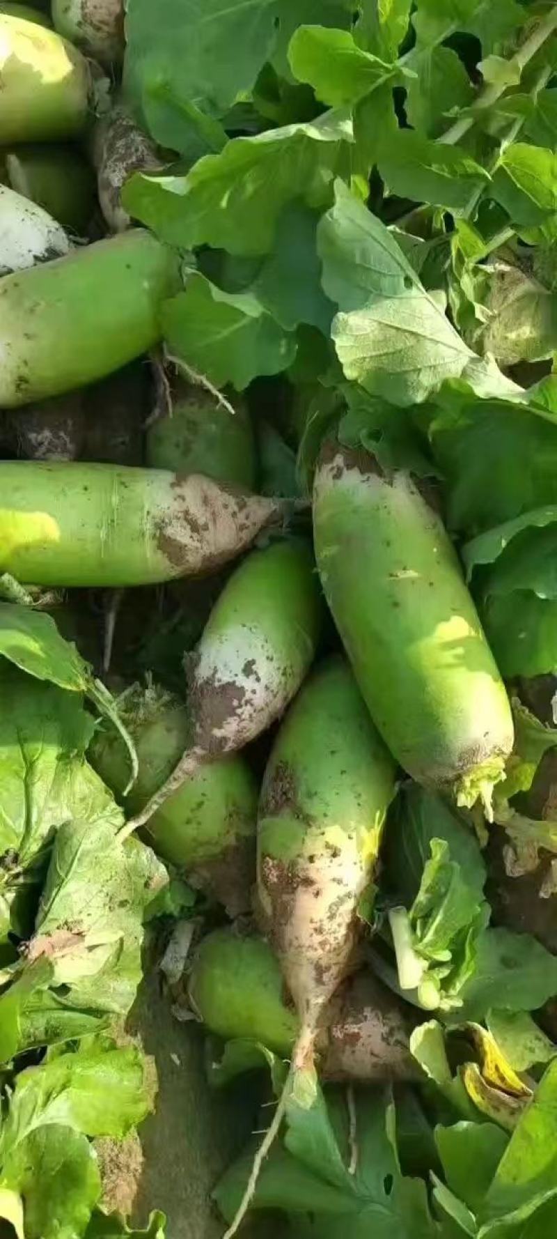 【推荐】河南精品白萝卜大量上市，基地直供，可视频看货