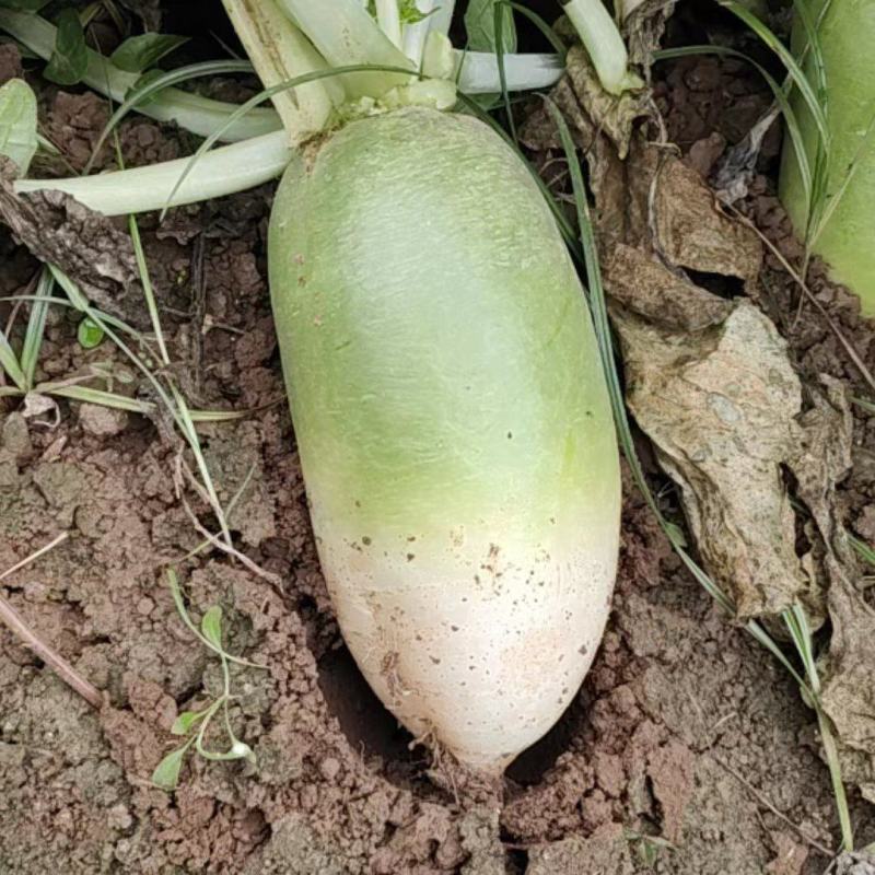 【推荐】河南精品白萝卜大量上市，基地直供，可视频看货