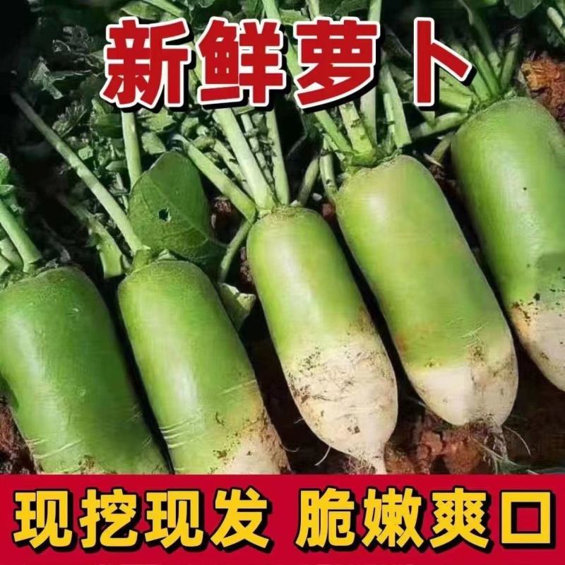 【推荐】河南精品白萝卜大量上市，基地直供，可视频看货