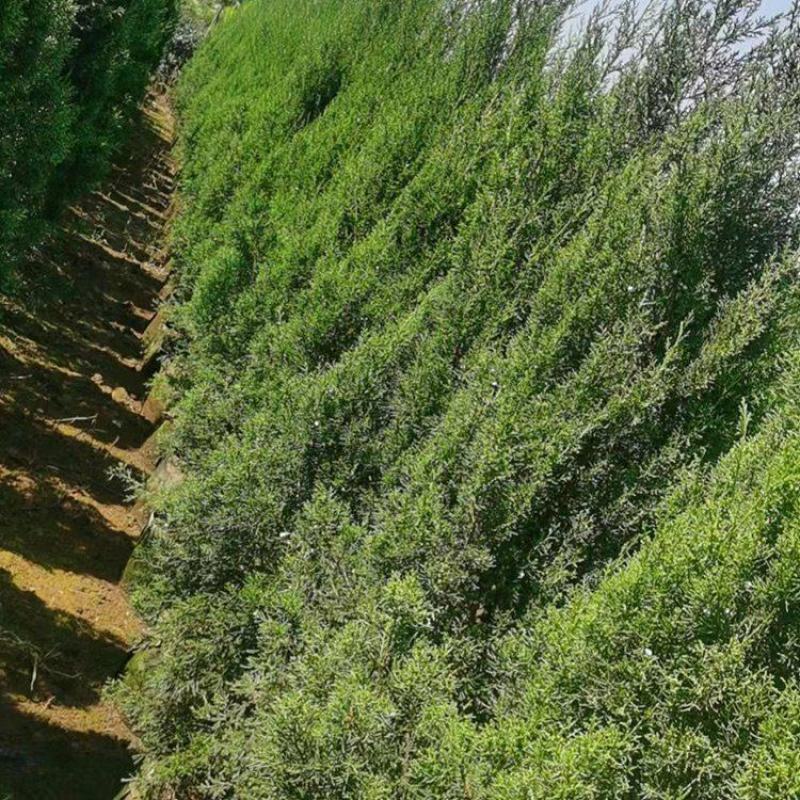 云南昆明松树柏侧柏苗基地直发一手货源充足品质保证