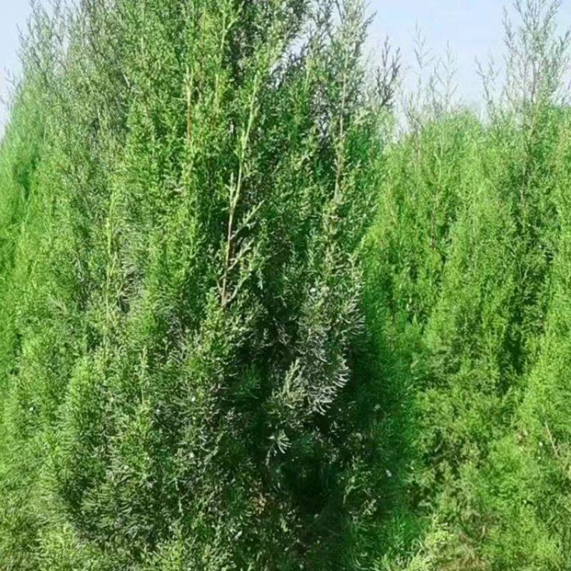 云南昆明松树柏侧柏苗基地直发一手货源充足品质保证