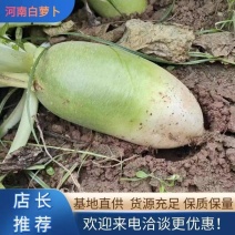 【青萝卜】开封萝卜基地货，现挖现卖，欢迎各位老板前来收购