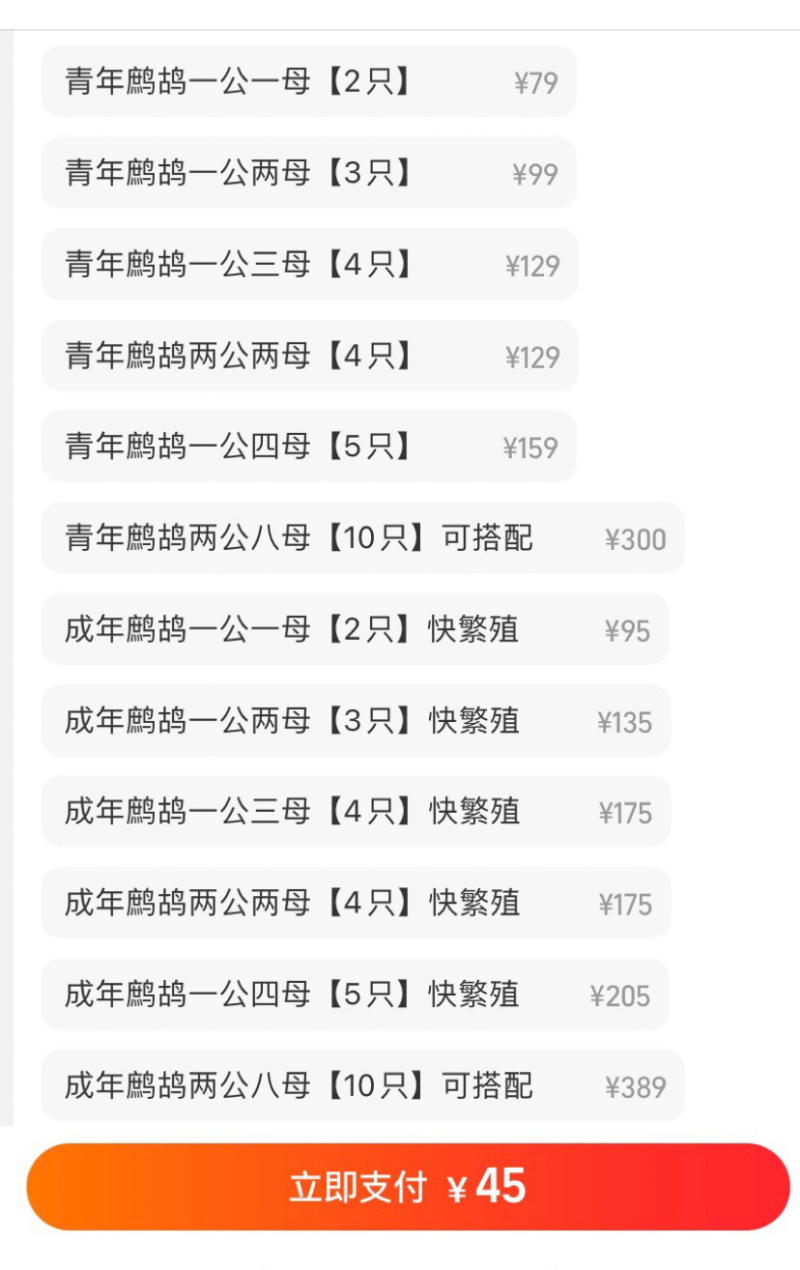 鹧鸪活体石鸡呱呱鸡包邮包活