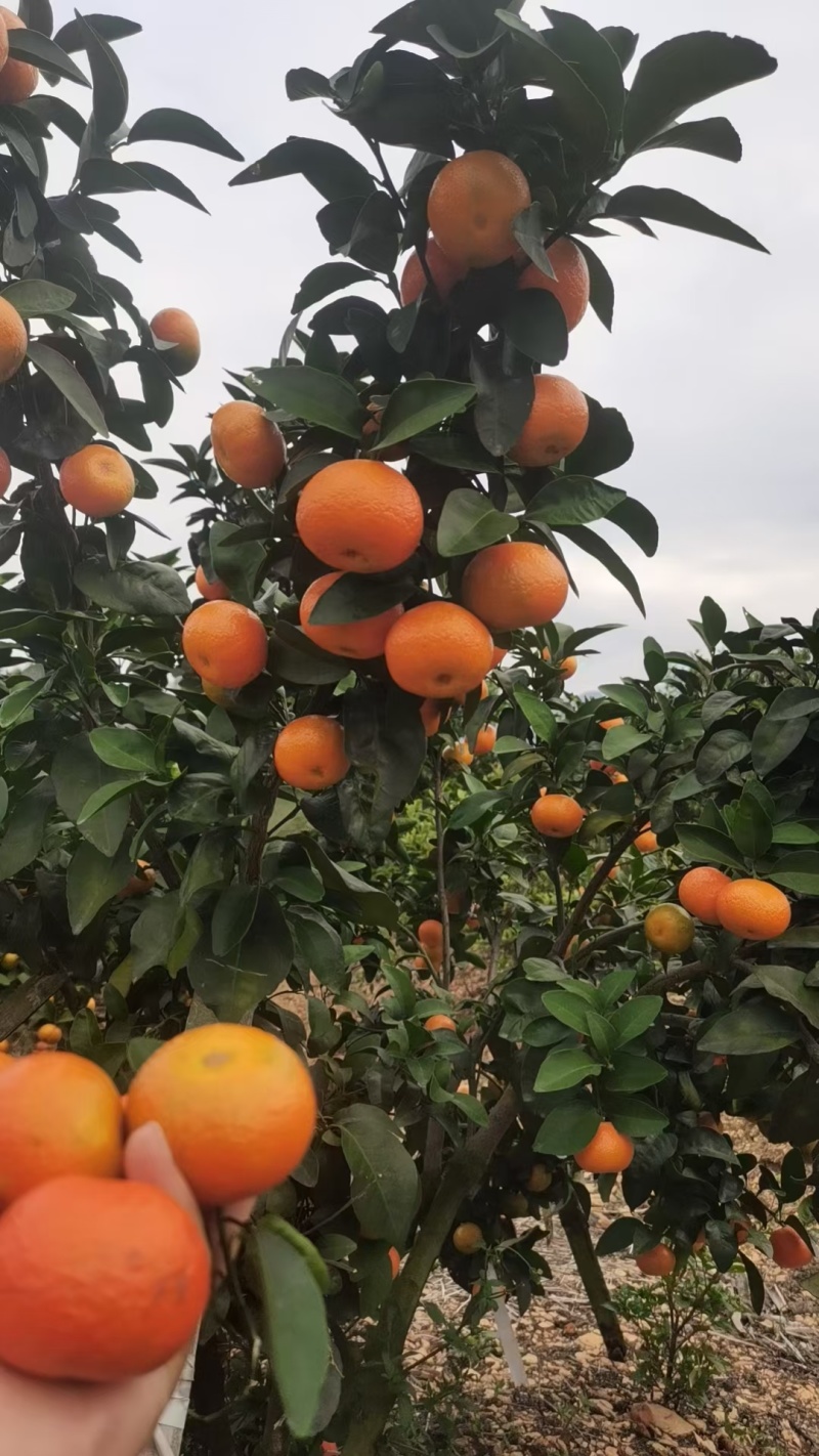 广西金秋沙糖橘