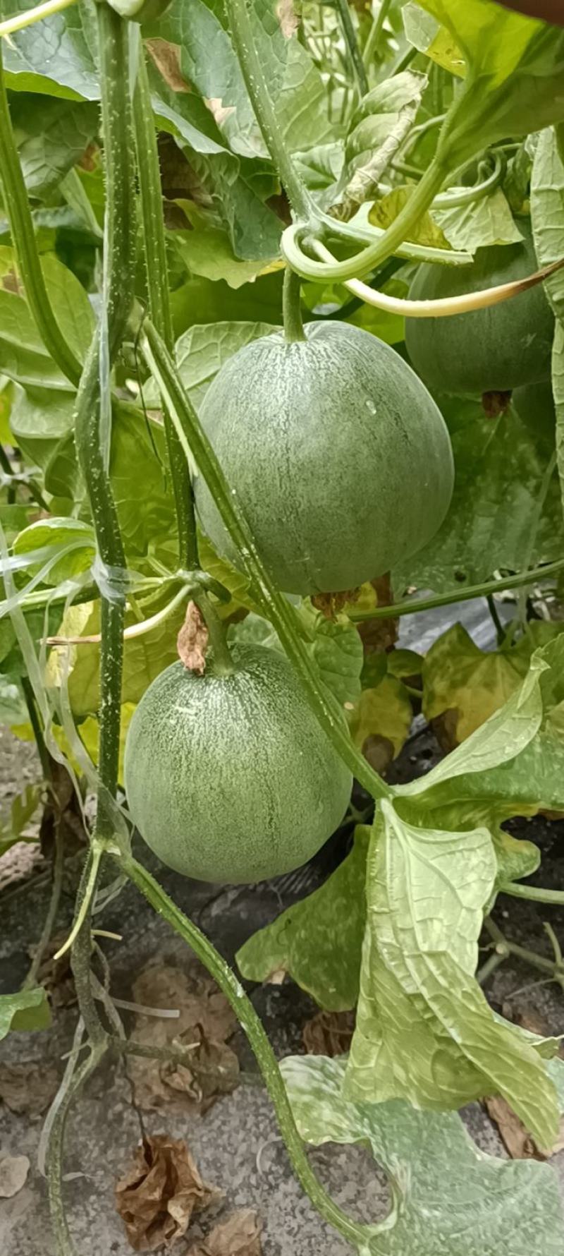 【一手货源】绿宝甜瓜大量上市。货源充足可对接大型电商市场