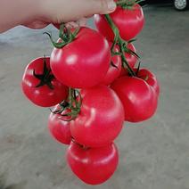 江苏连云港硬粉西红柿产地粉果，，特大量供应中价格合理