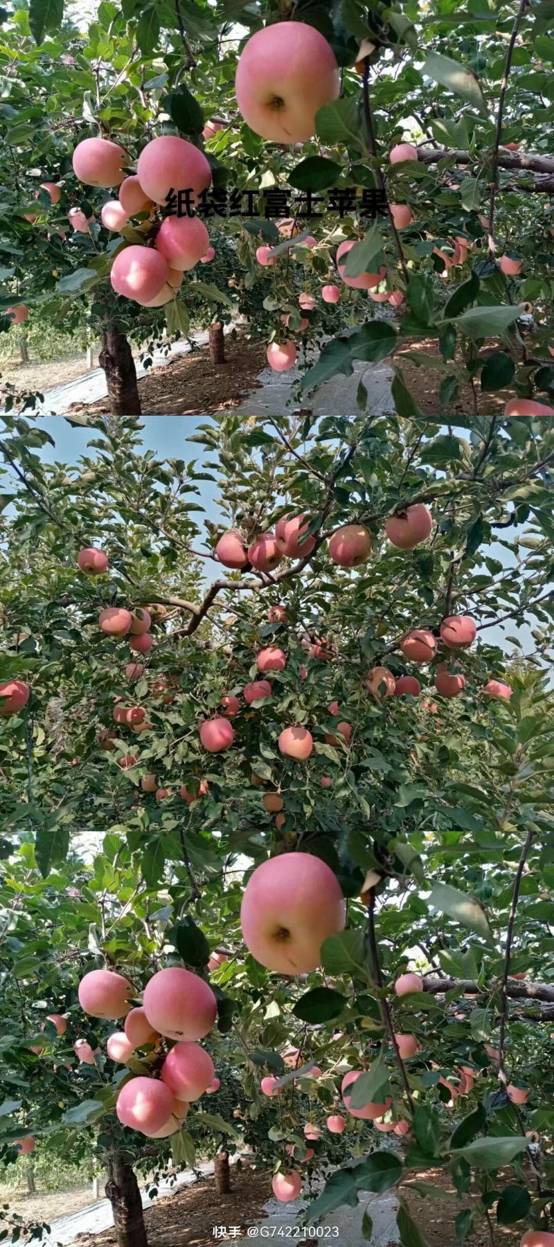 纸袋红富士苹果