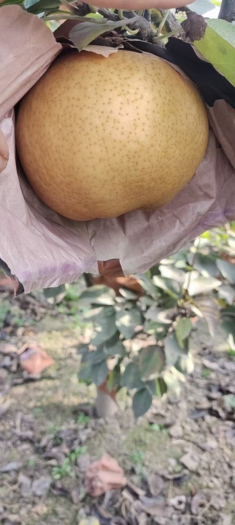 晚秋黄梨