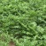 雪里红沙洋蔬菜基地花叶雪里红，对接全国市场
