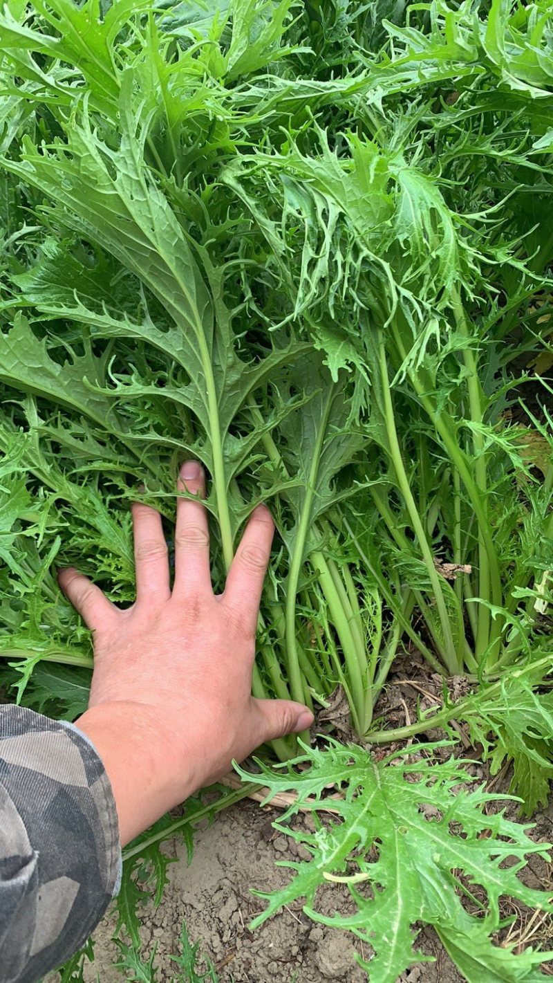 雪里红沙洋蔬菜基地花叶雪里红，对接全国市场