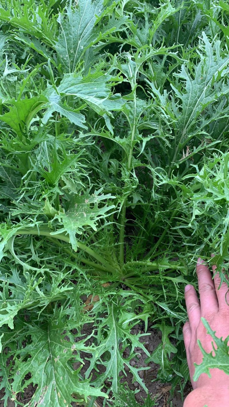 雪里红沙洋蔬菜基地花叶雪里红，对接全国市场