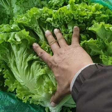 山东青州青苗散叶生菜大量上市