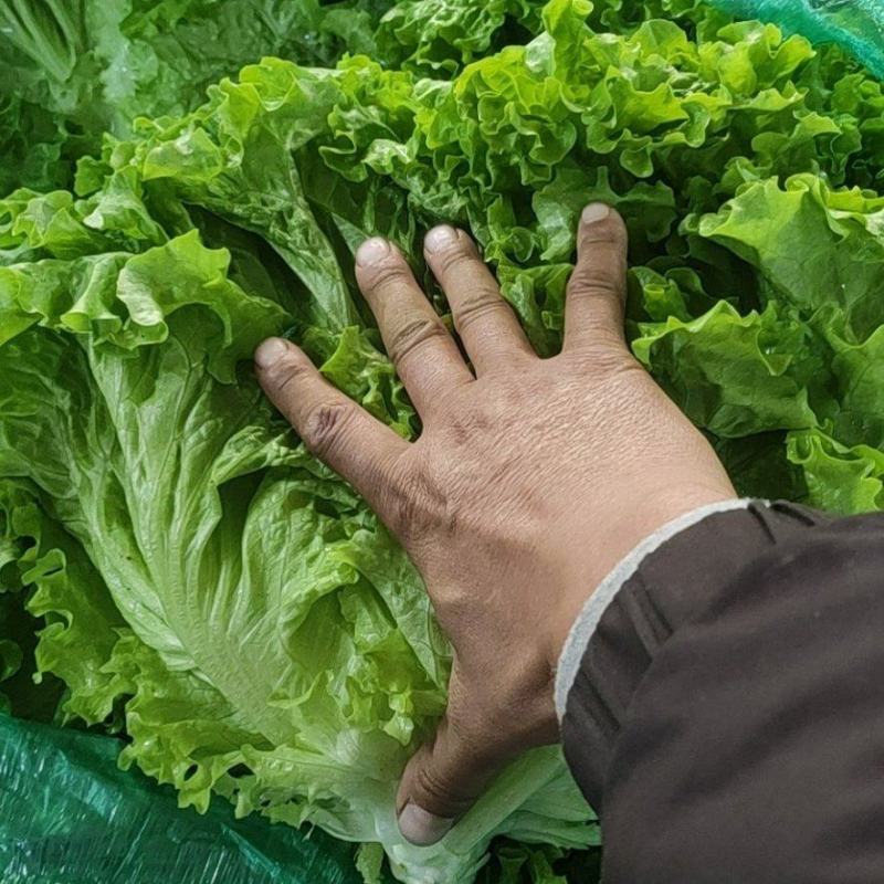 山东青州青苗散叶生菜大量上市