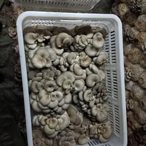 山东省日照市蘑菇