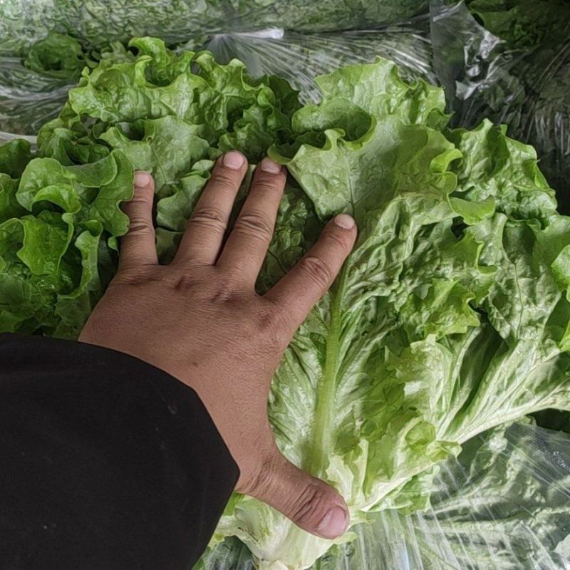 山东青州青苗散叶生菜大量上市
