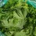山东青州青苗散叶生菜大量上市
