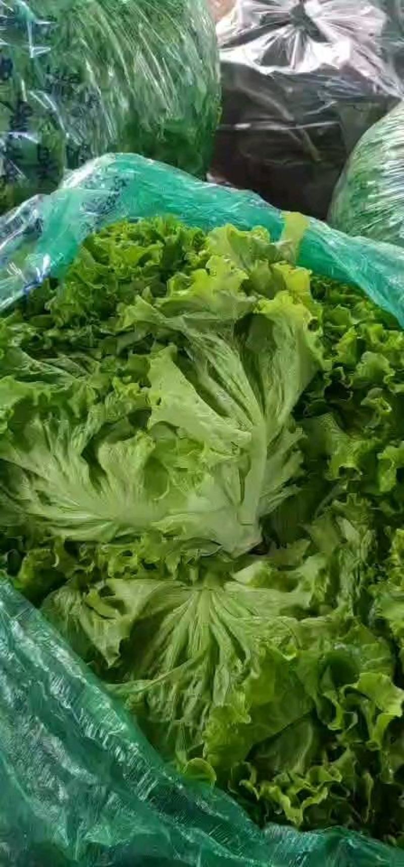 山东青州青苗散叶生菜大量上市