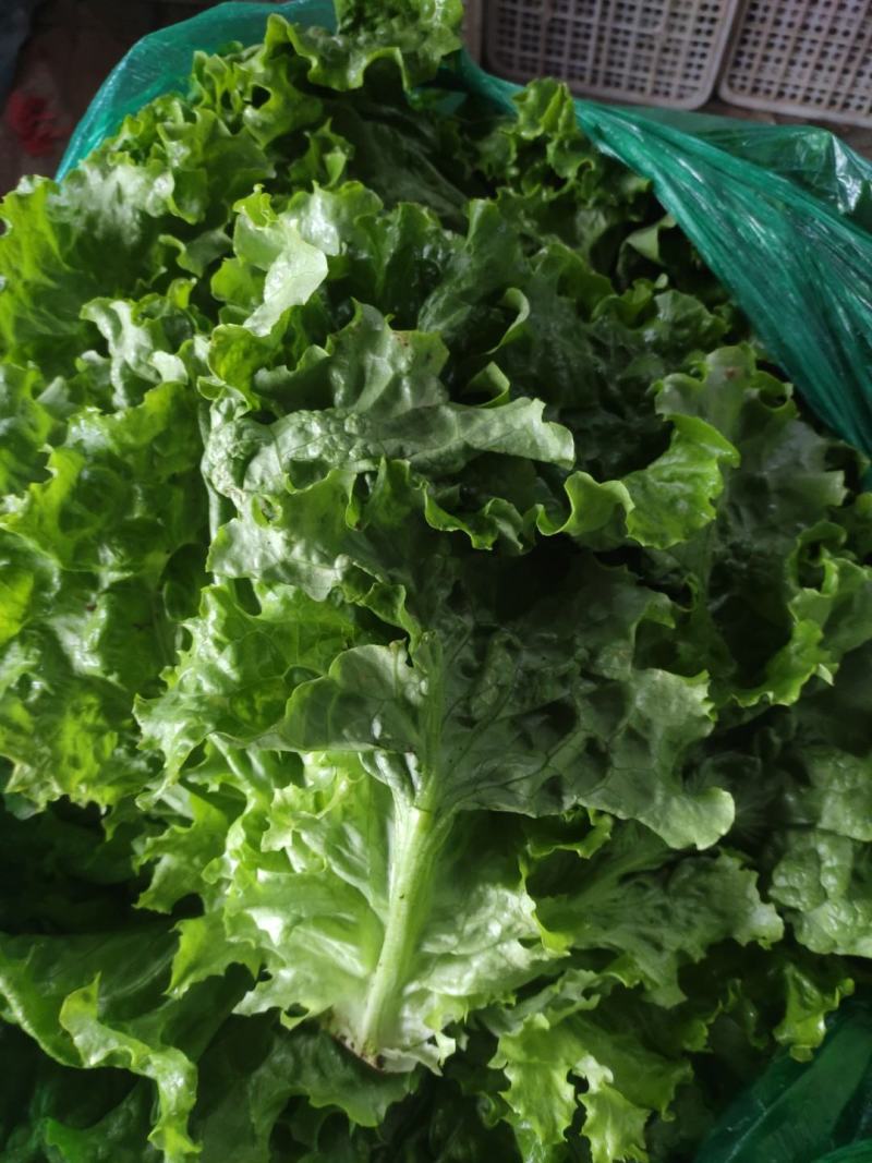 山东青州青苗散叶生菜大量上市