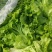 山东青州青苗散叶生菜大量上市